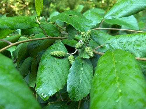 Smooth Alder (Alnus serrulata)