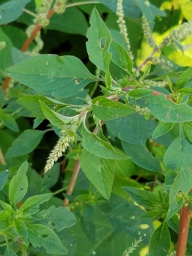 Roughfruit Amaranth (Amaranthus tuberculatus)