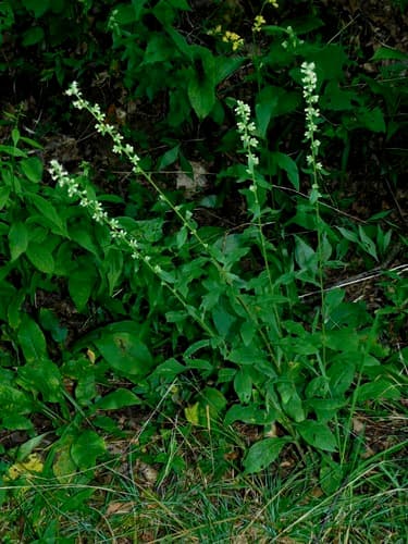 Silverrod (Solidago bicolor)