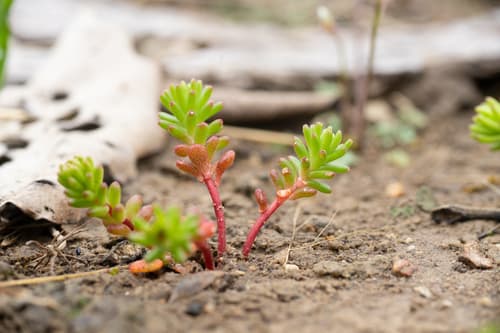 Widowscross (Sedum pulchellum)