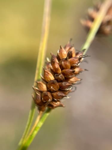 Rock Sedge (Carex saxatilis)