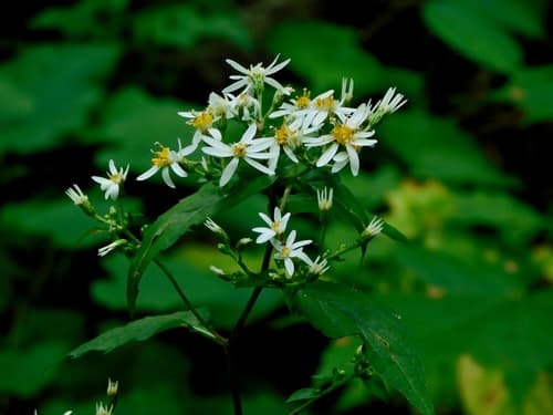 White Wood Aster (Eurybia divaricata)