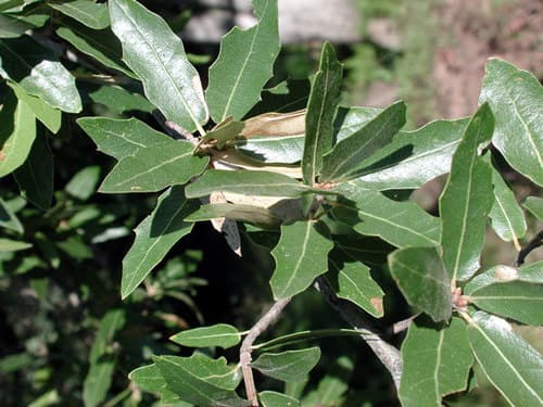 Emory Oak (Quercus emoryi)