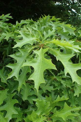 Texas red oak (Quercus texana)