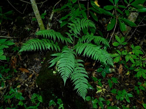 Marginal Fern (Dryopteris marginalis)