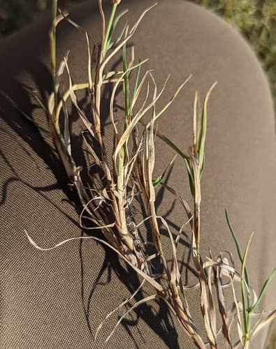 Burro Grass (Scleropogon brevifolius)