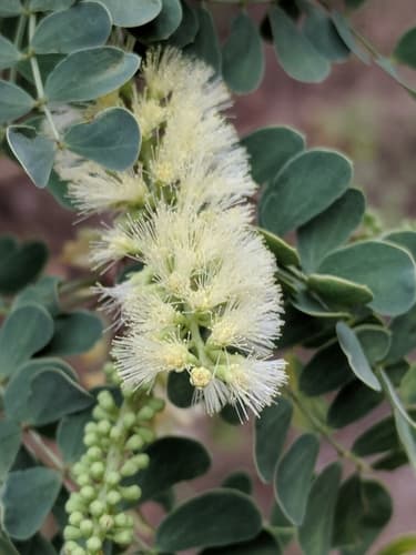 Wright acacia (Senegalia wrightii)