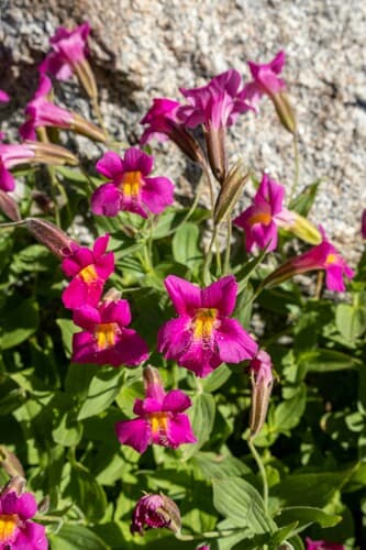 Purple monkeyflower (Mimulus lewisii)