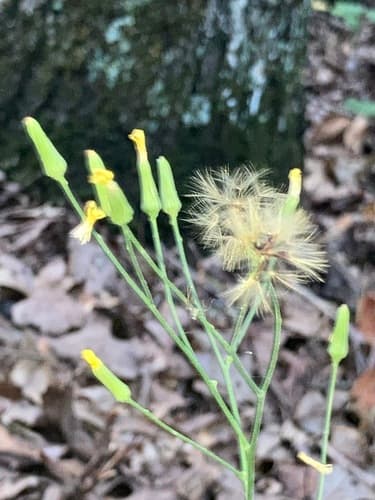 Queendevil (Hieracium gronovii)