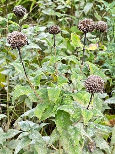 Beebalm (Monarda fistulosa)