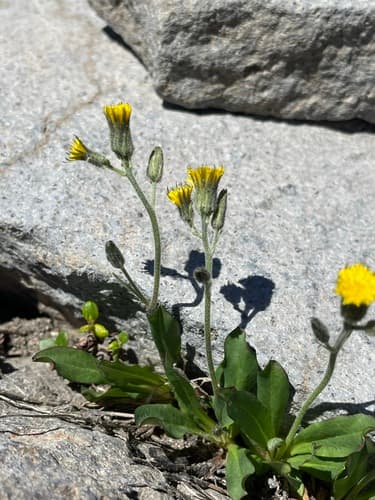 Woolly Hawkweed (Hieracium triste)