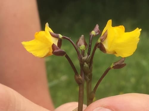 Greater Bladderwort (Utricularia vulgaris)