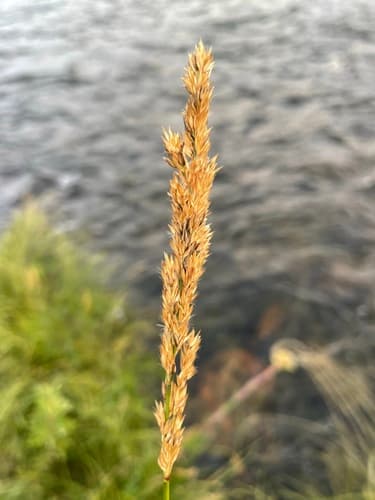 Narrow Small-reed (Calamagrostis stricta)