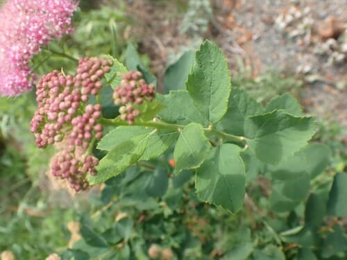 Mountain Spiraea (Spiraea splendens)