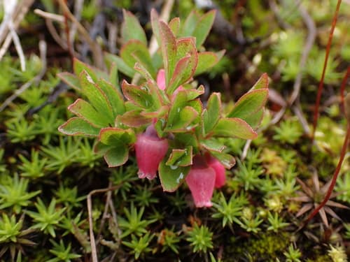 Dwarf Bilberry (Vaccinium cespitosum)