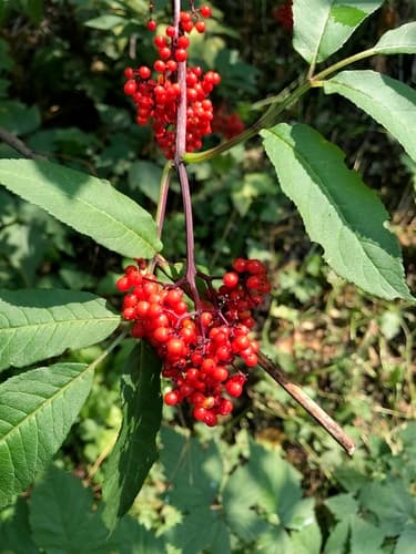 Red-berry elder (Sambucus racemosa)