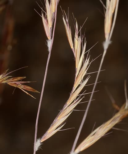 Black Grama (Bouteloua eriopoda)
