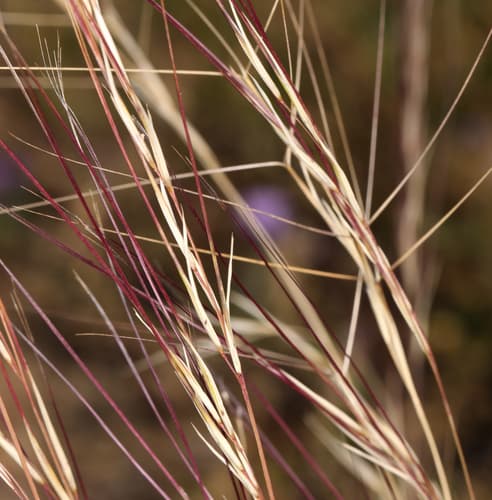 Purple Threeawn (Aristida purpurea)