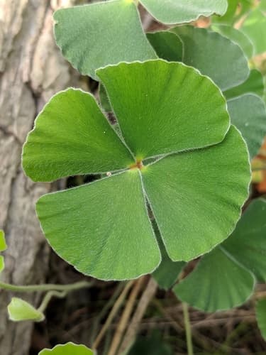 Bigfoot Waterclover (Marsilea macropoda)