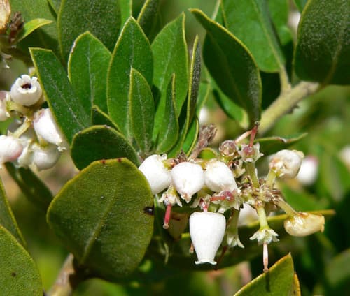 Brittleleaf Manzanita (Arctostaphylos crustacea)