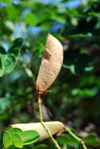 Mexican bird of paradise (Caesalpinia mexicana)