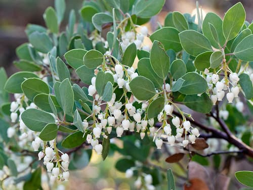 Baker's manzanita (Arctostaphylos bakeri)