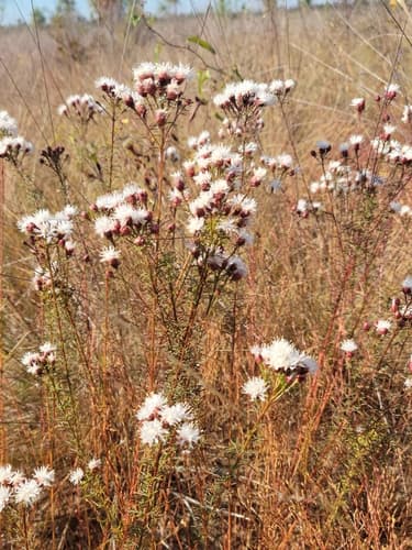 Summer Farewell (Dalea pinnata)