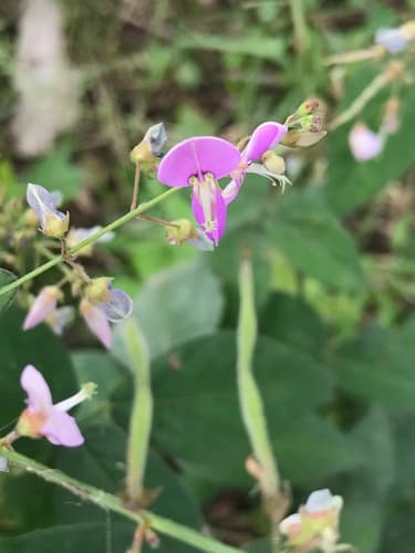 Dillenius' ticktrefoil (Desmodium glabellum)