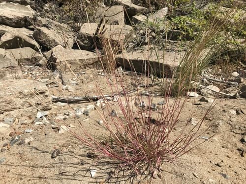 Purple Sandgrass (Triplasis purpurea)