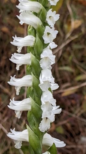Nodding Ladies' Tresses (Spiranthes cernua)