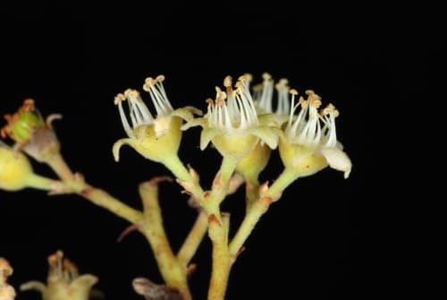 Gopher Apple (Licania michauxii)