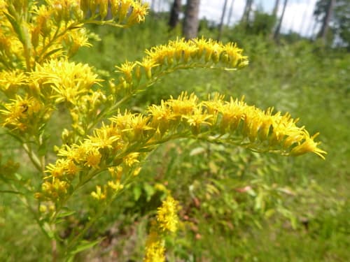 Leavenworth's Goldenrod (Solidago leavenworthii)