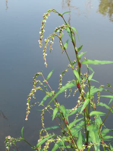 Marsh-pepper Smartweed (Persicaria hydropiper)