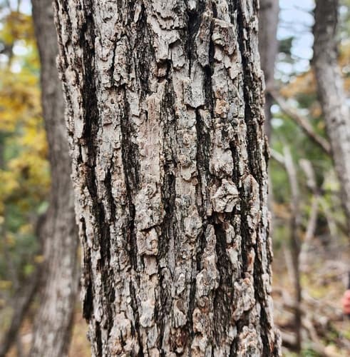 Gambel oak (Quercus gambelii)