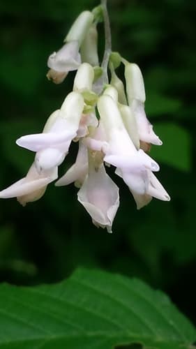 Hog-peanut (Amphicarpaea bracteata)