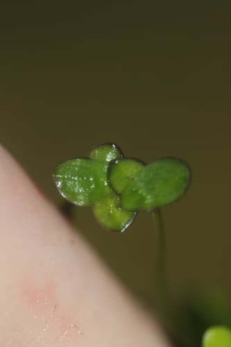 Dotted Duckmeat (Spirodela punctata)