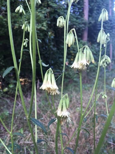 Nodding Rattlesnakeroot (Nabalus serpentarius)