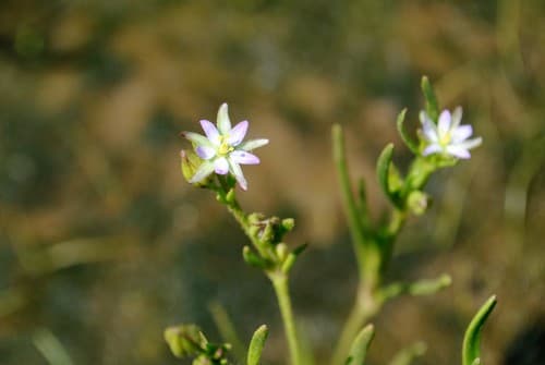 Saltmarsh Sandspurry (Spergularia marina)