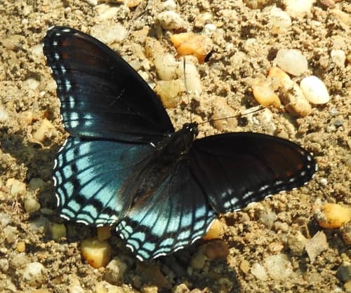 Red-spotted Purple or White Admiral (Limenitis arthemis)