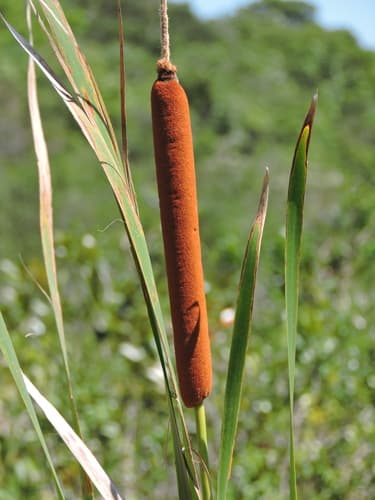 Southern Cattail (Typha domingensis)