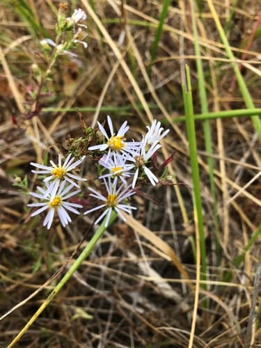 Hall's aster (Symphyotrichum hallii)