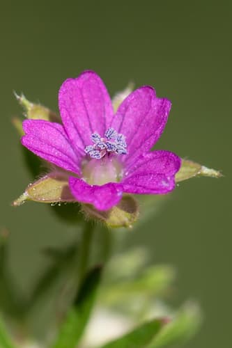Cut-leaf Crane's-bill (Geranium dissectum)