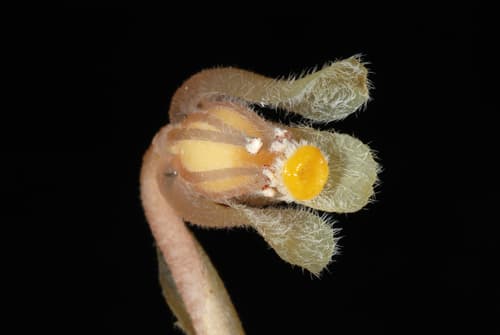 Yellow Bird's-nest (Hypopitys monotropa)