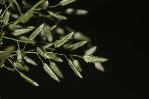 Stinkgrass (Eragrostis cilianensis)