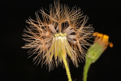 Slender Scratchdaisy (Croptilon divaricatum)
