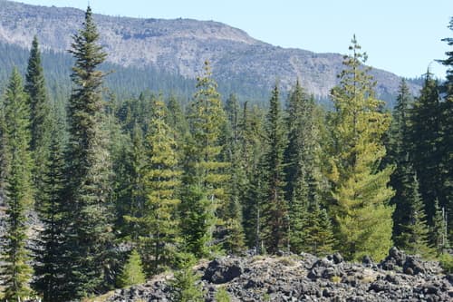 Alpine Fir (Abies lasiocarpa)