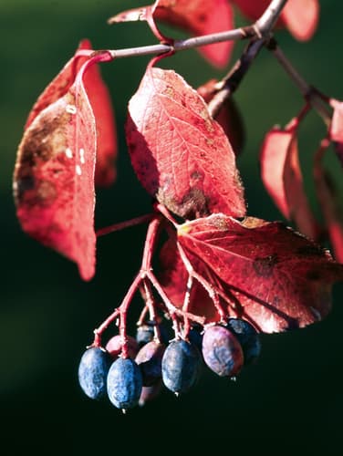Rusty Blackhaw Viburnum (Viburnum rufidulum)