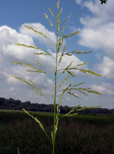 American Mannagrass (Glyceria grandis)