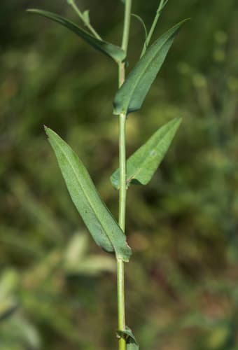 Smooth Aster (Symphyotrichum laeve)