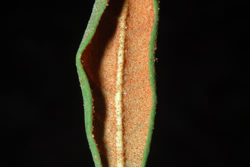 Rusty lyonia (Lyonia ferruginea)